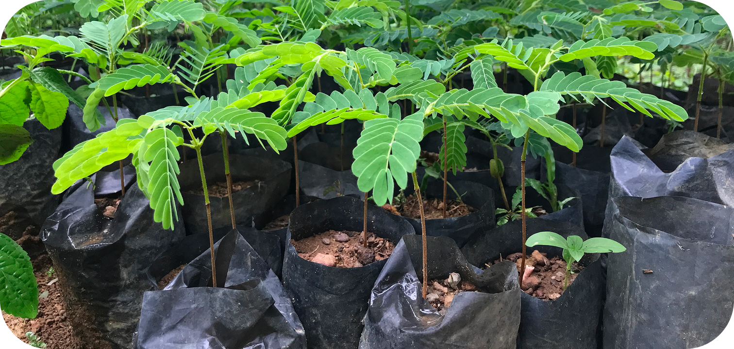 Tree planting